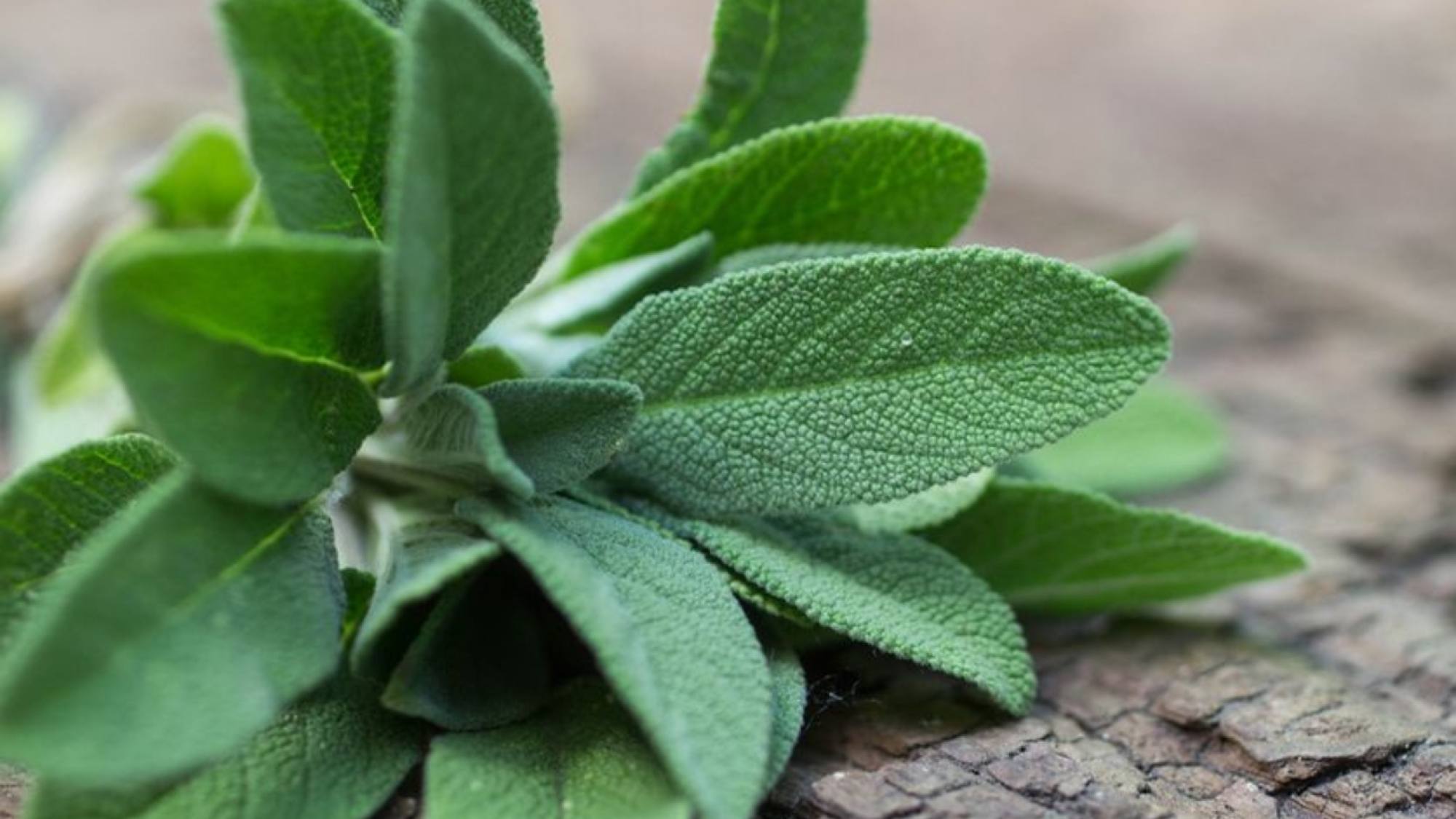 Herbolaria Propiedades M Gicas Y Curativas De La Salvia