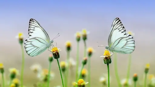 Mariposas blancas