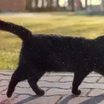 Gato negro caminando