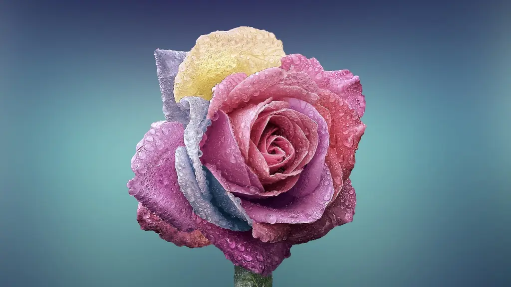 una flor tipo rosa multicolor