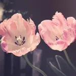Soñar con flores