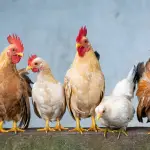 pollo, gallo, gallina