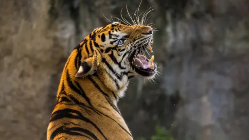 Animales guardianes espirituales: El TIGRE