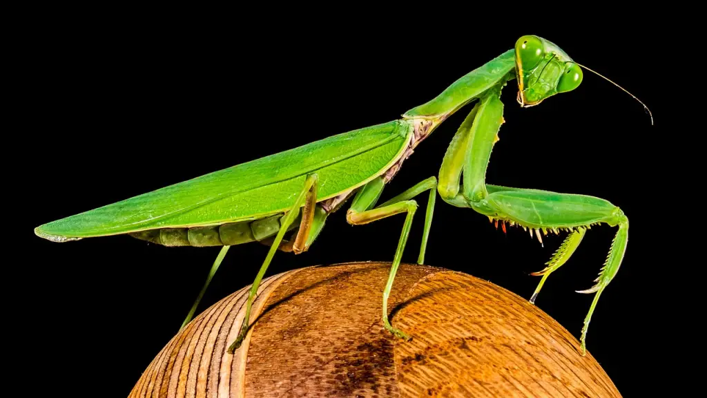 Mantis Religiosa