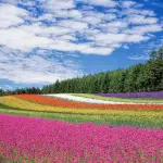 Campo de flores, Pixabay