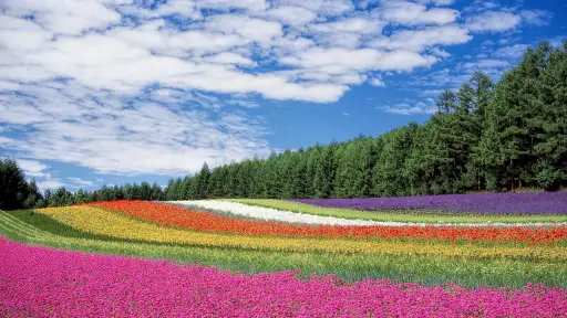 Campo de flores ,Pixabay