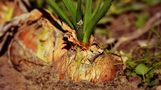 Cebollas en la tierra con brotes saliendo