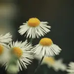 Flores de manzanilla