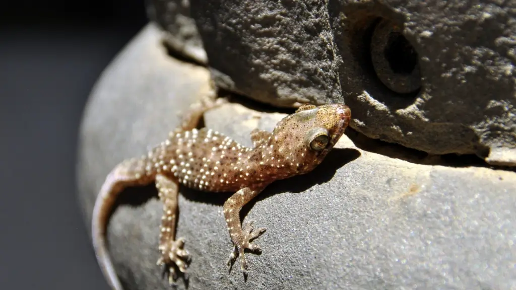 Lagartija sobre una piedra tomando el sol