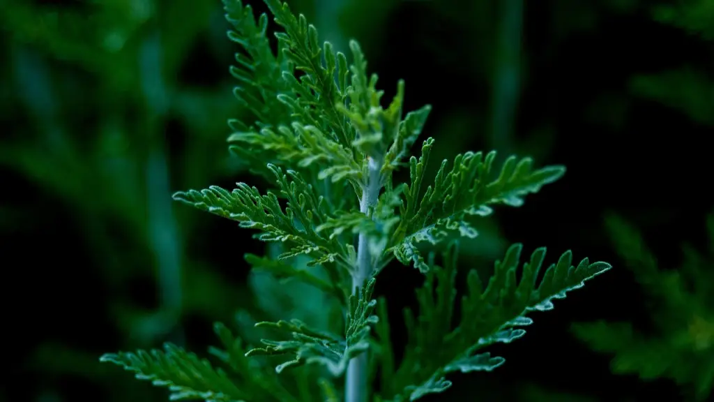 artemisa, planta