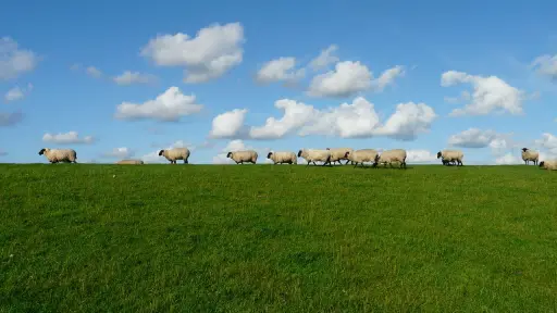 Ovejas blancas