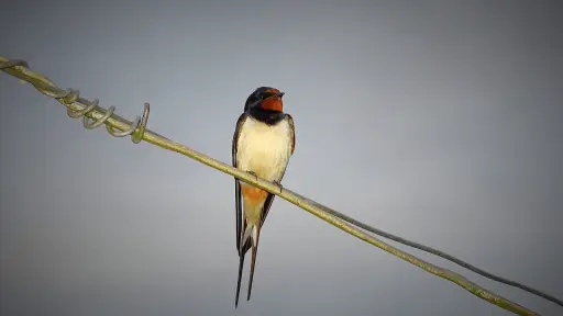 Golondrina