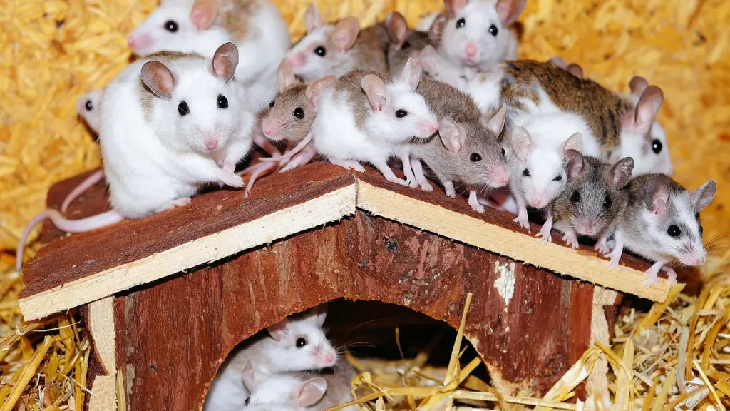 muchos ratones