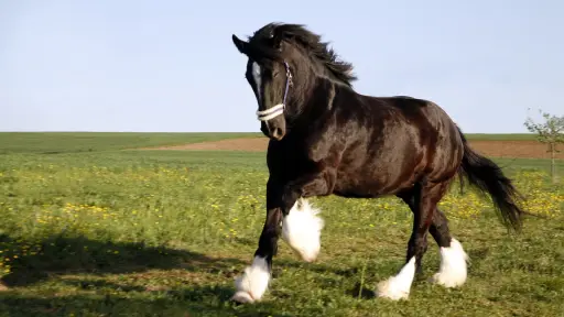 Caballo negro de patas blancas