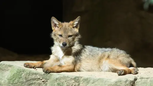 Coyote cachorro descansando al sol sobre una roca