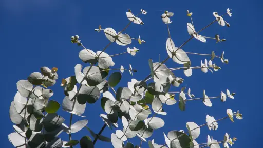 hojas de eucalipto