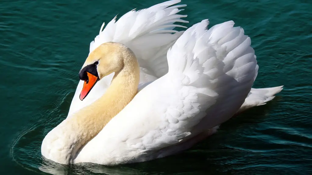 Cisne