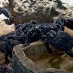 Escorpión negro