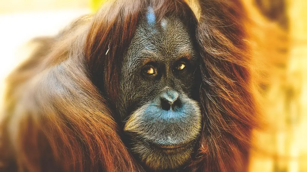 Orangután