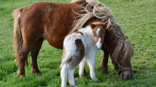 El pony como guardián espiritual