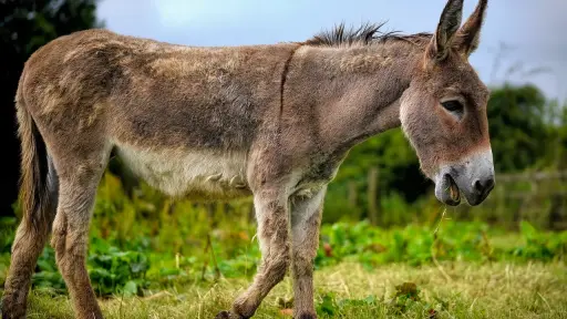 El burro como animal espiritual