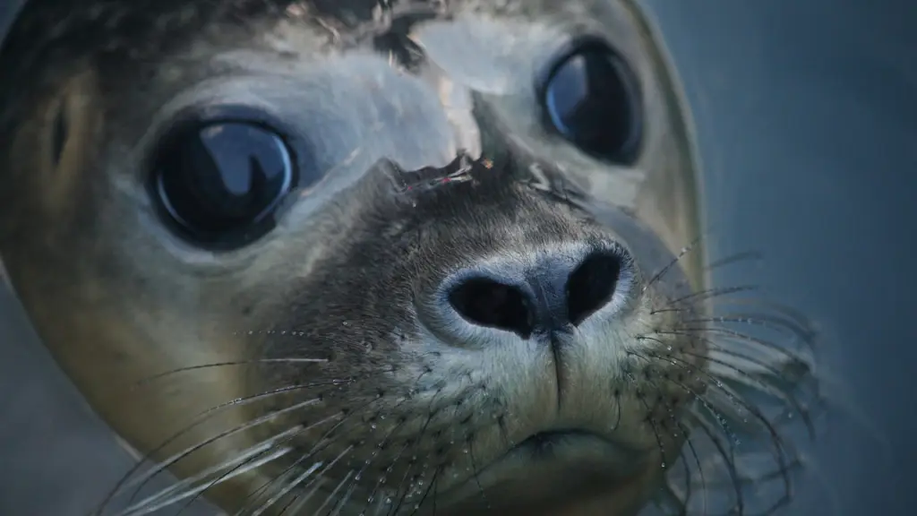 La foca como guardián espiritual