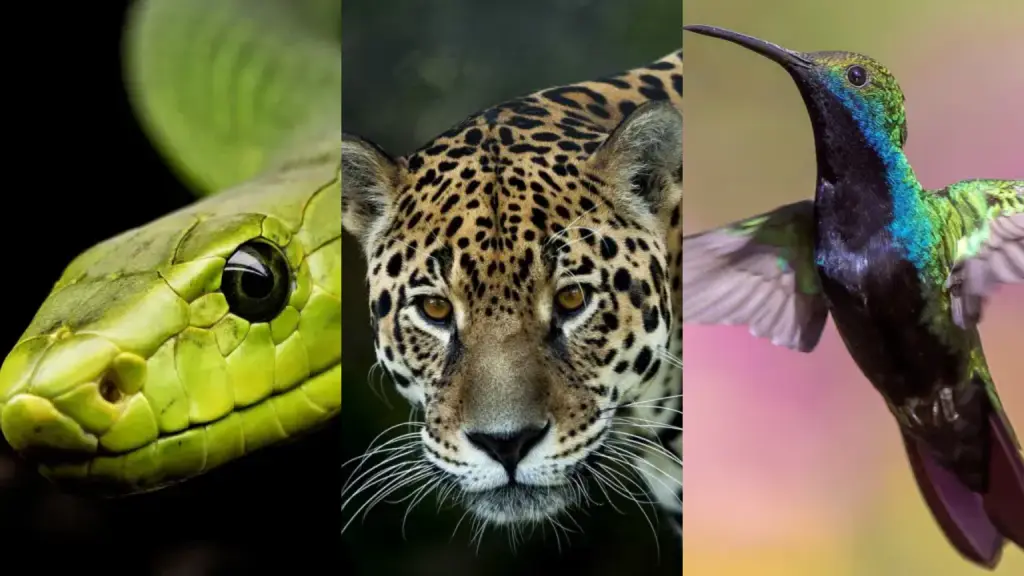 Serpiente, Jaguar, Colibrí, Pixabay