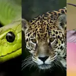 Serpiente, Jaguar, Colibrí ,Pixabay